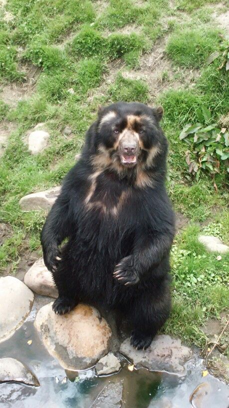 Todo Dia Ursos tweet media