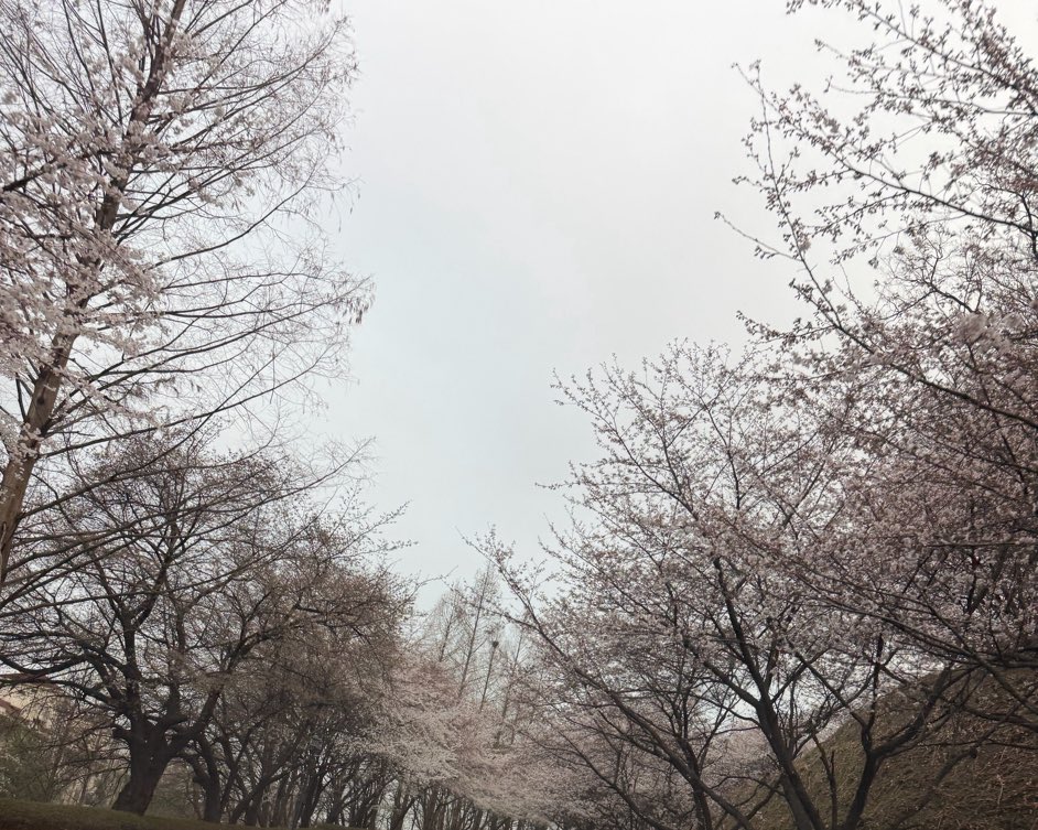 🌸 사랑둥이 귀염둥이 세훈이 🌸 tweet media