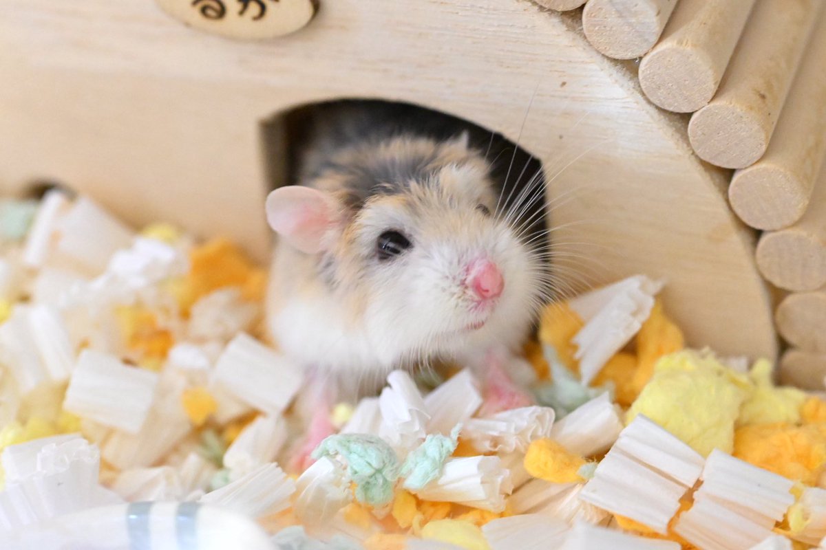 ジャンガリーズハムスター tweet media