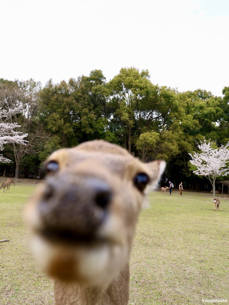 おはようございます。

#春日大社 #奈良 #神鹿