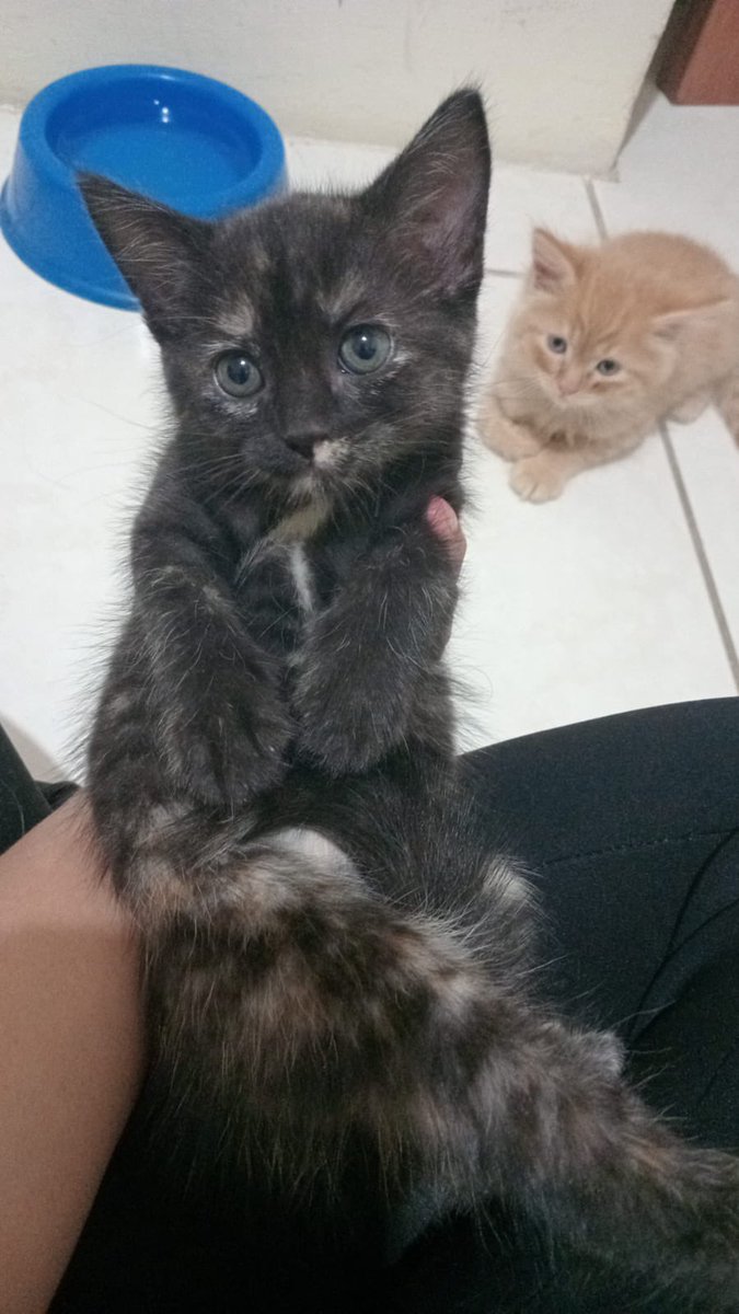 Gray 🐈‍⬛ tweet media