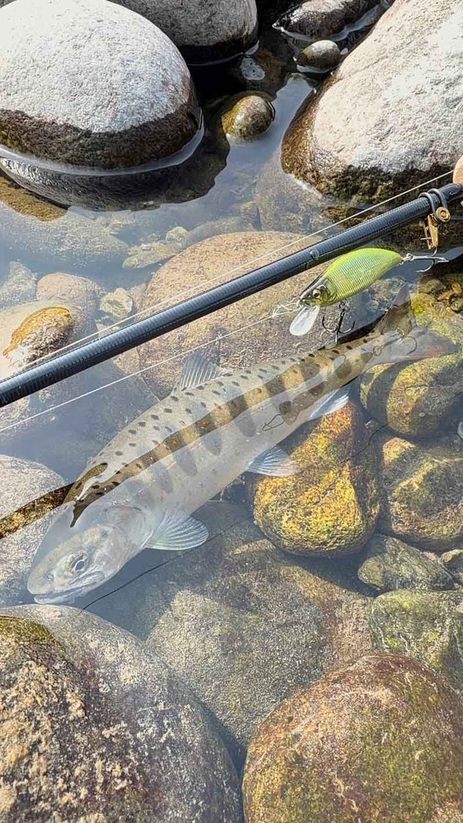 Megabass メガバス株式会社 tweet media