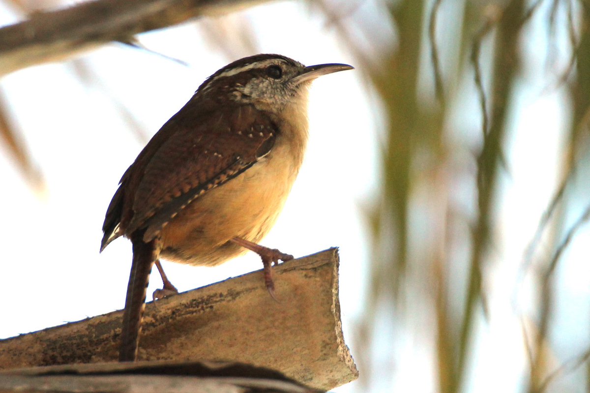 Jim Brown tweet media