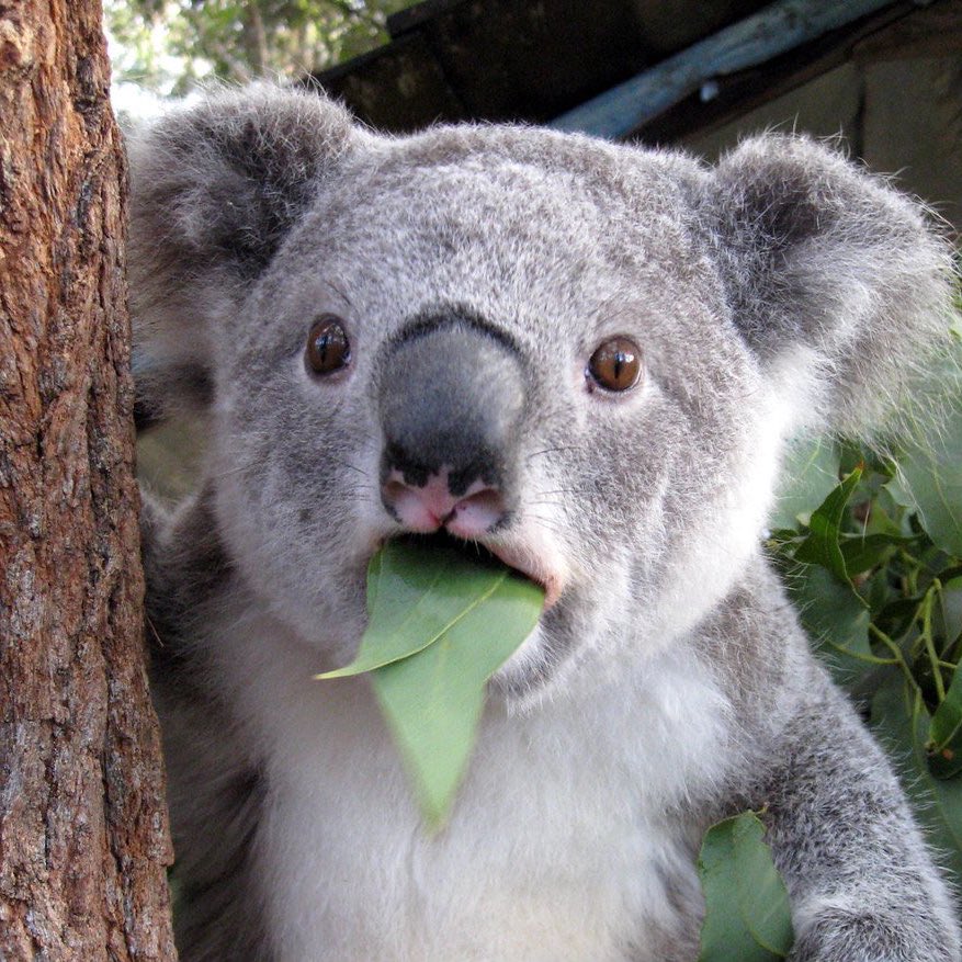 DNVR Nuggets tweet media