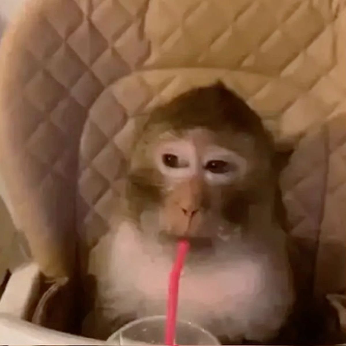 코알랑 tweet media