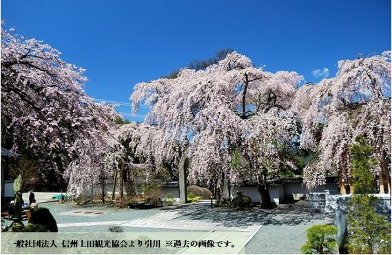 上田地域の桜特集その4－#上田市 #真田地域エリア 桜シーズン到来