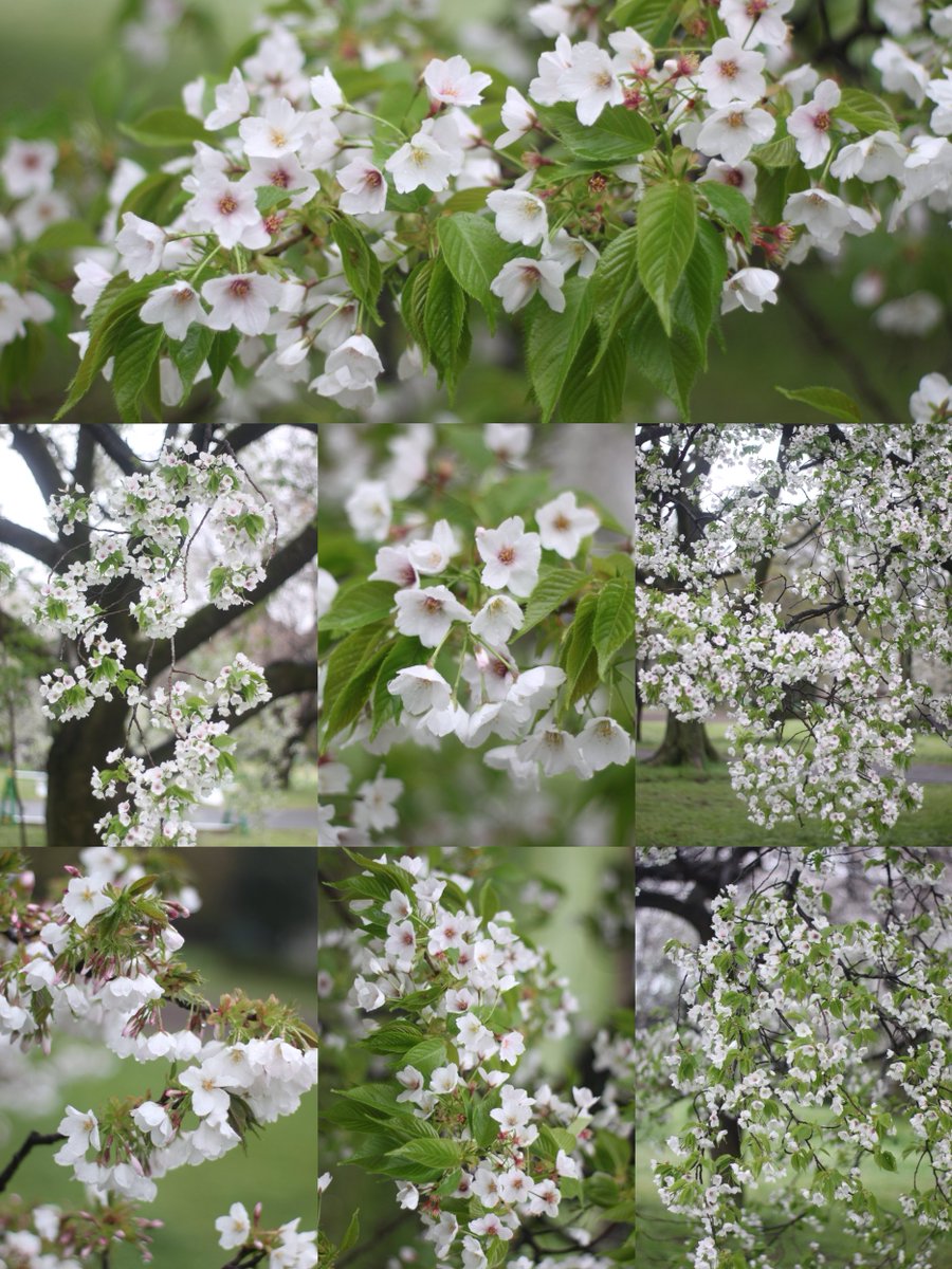 れいなちゃん🐱3rd🌸🌹 tweet media