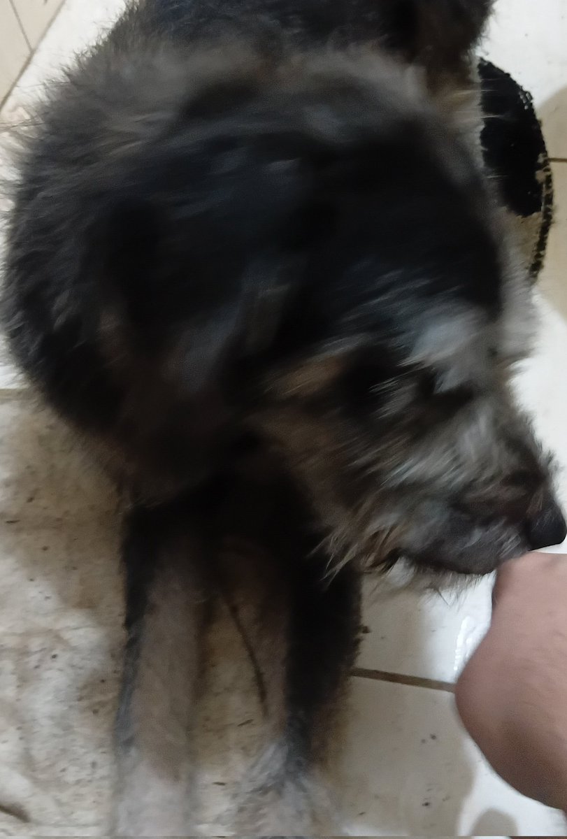 alexhcbr (leia o fix) tweet media