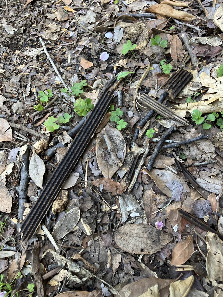 てん@タイヤ屋さんごっこのネコ🐯 tweet media