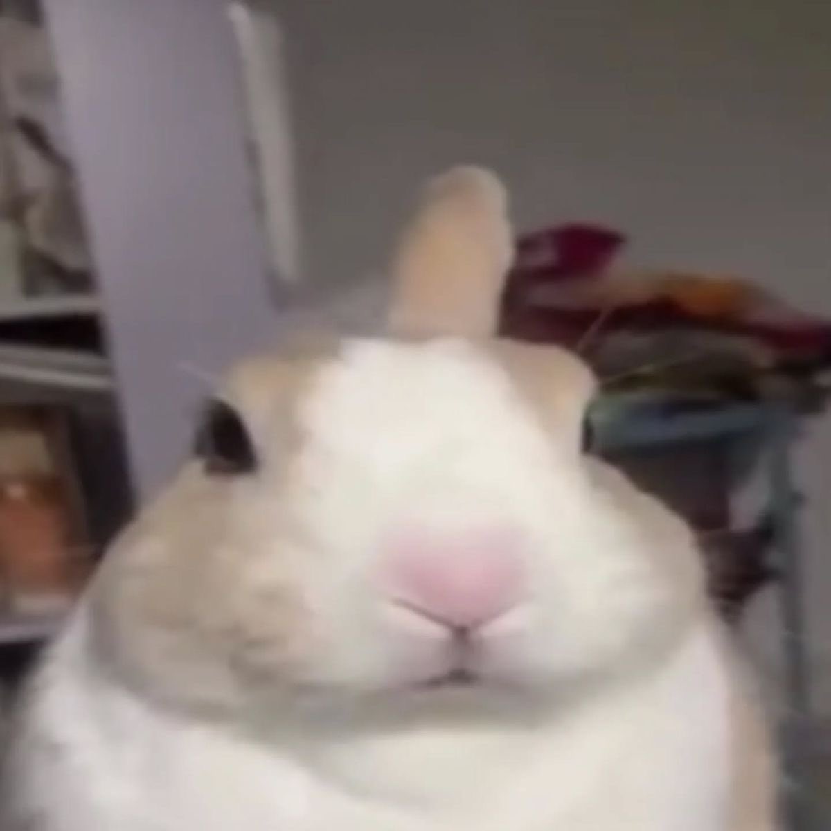 𝓅𝓊𝓅𝓅𝓎 𓏲˚.🦴 tweet media