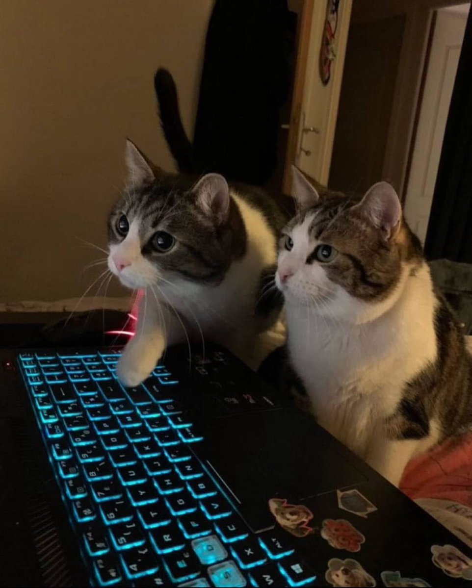 Punch Cat tweet media