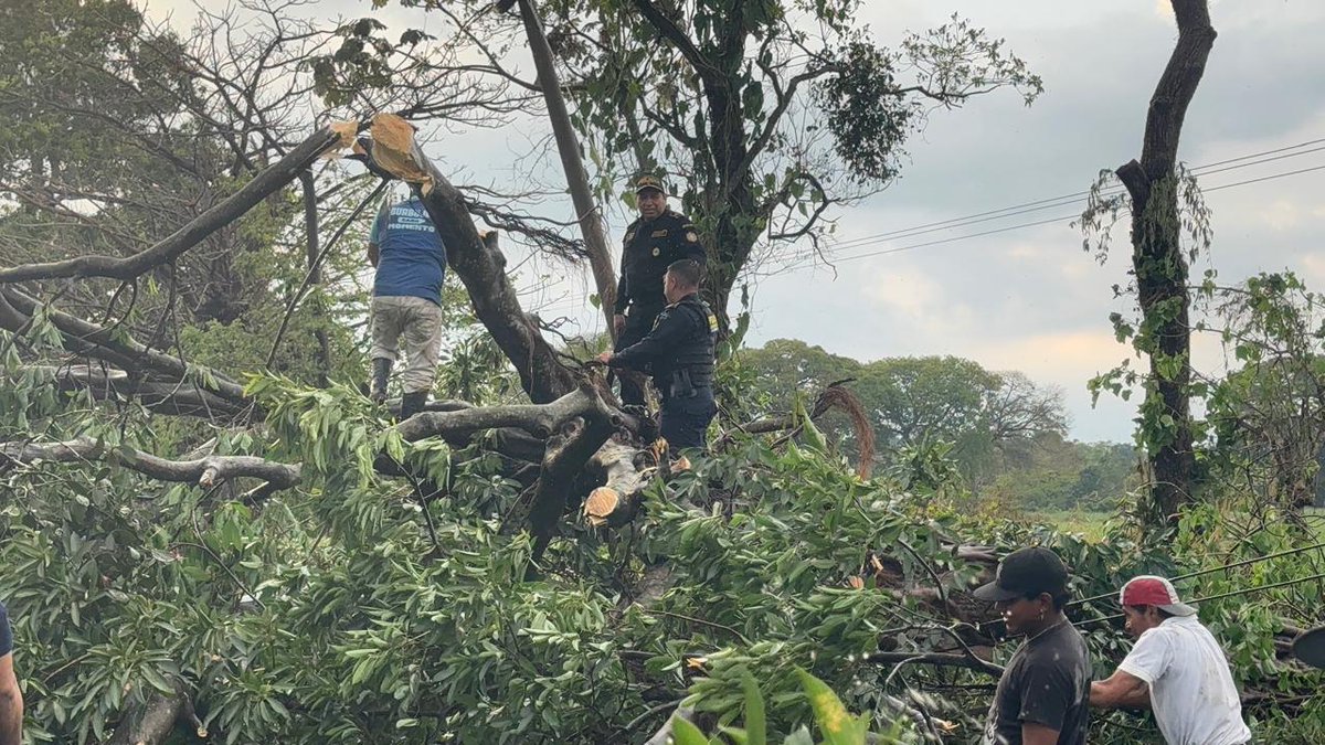GSuchitepequez's tweet photo. A la altura del km 120 de la ruta CA-2 Sur Occidente, un árbol cayó sobre la cinta asfáltica, generando obstrucción vehicular.
✅ No se reportan heridos.
👷‍♂️ Equipos ya trabajan para habilitar el paso.
🏛️ Autoridades mantienen activo el plan de respuesta.
⚠️ Precaución al conducir https://t.co/JafTu9QSie