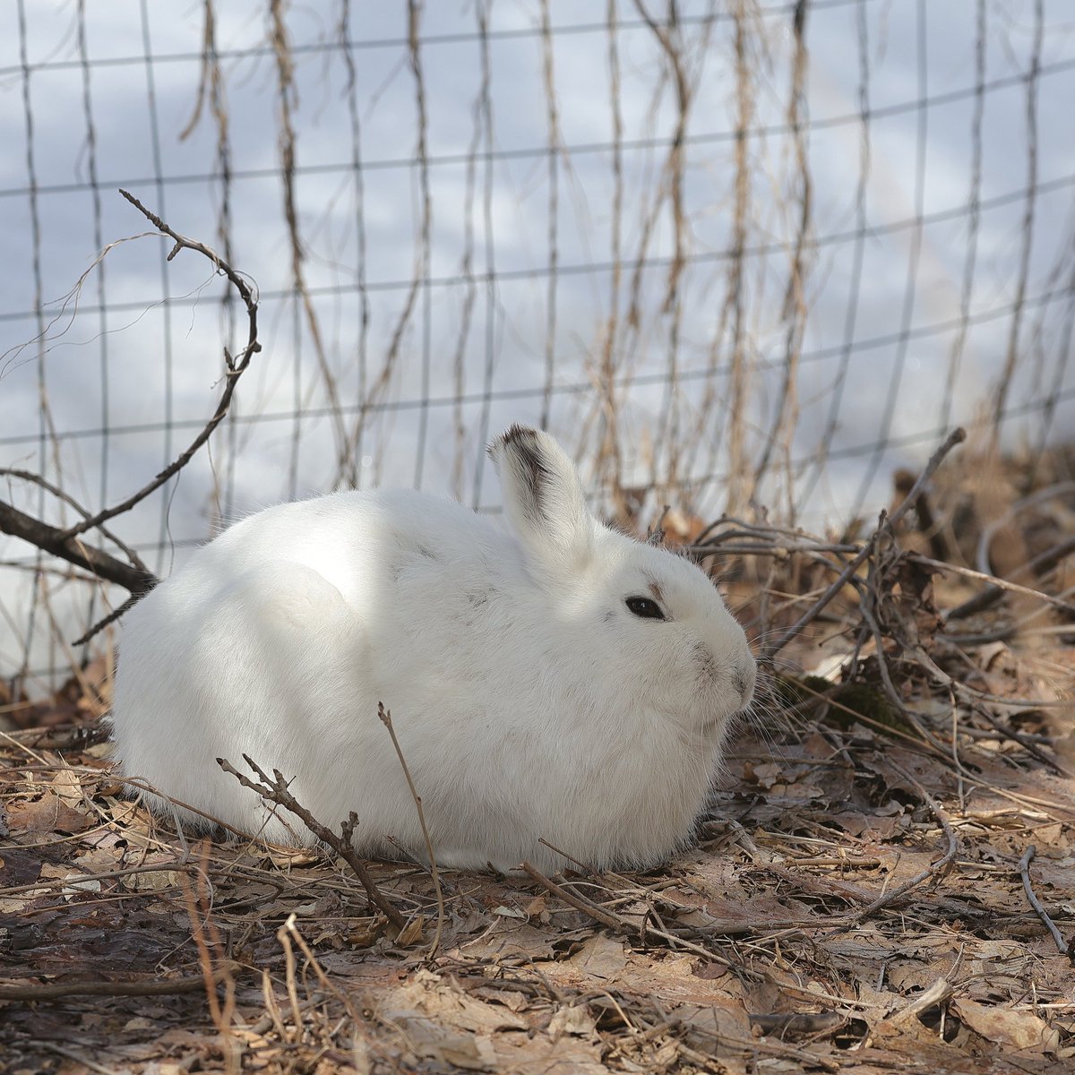びえいハスカップファーム tweet media