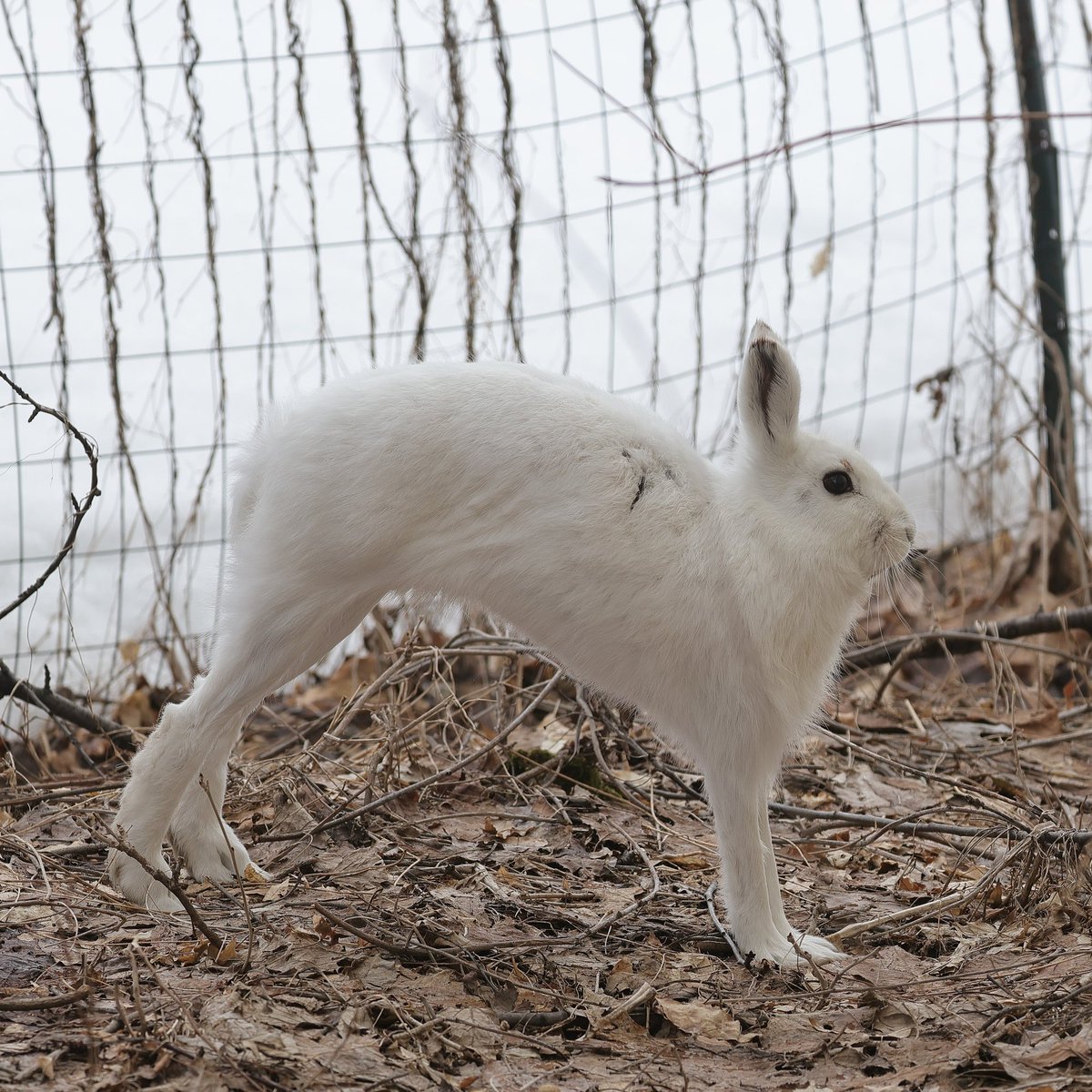 びえいハスカップファーム tweet media