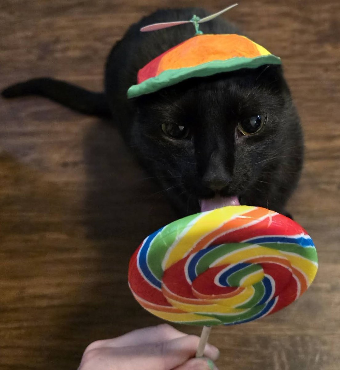 nico 🐾 tweet media