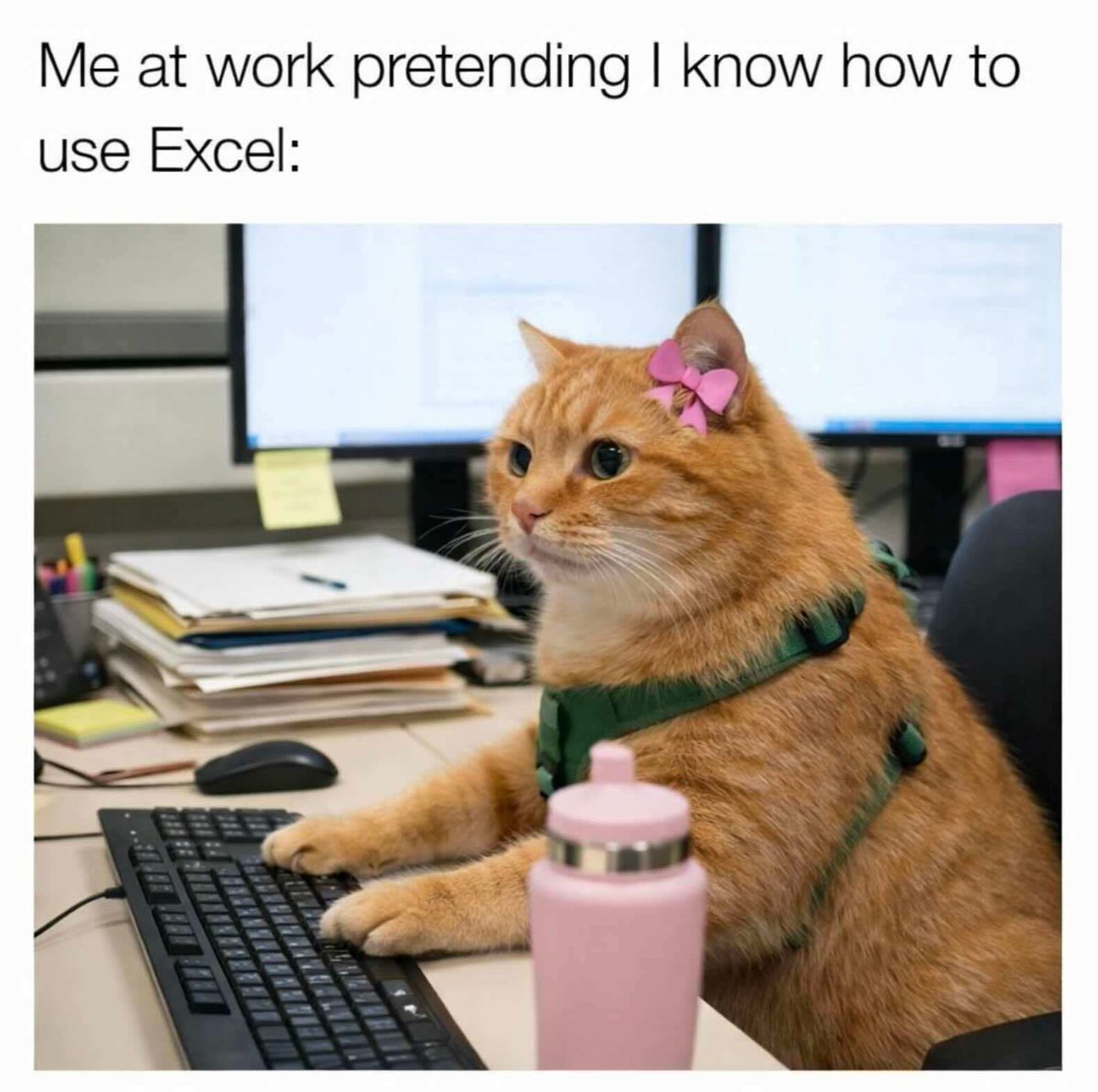 Cats and Kittens tweet media