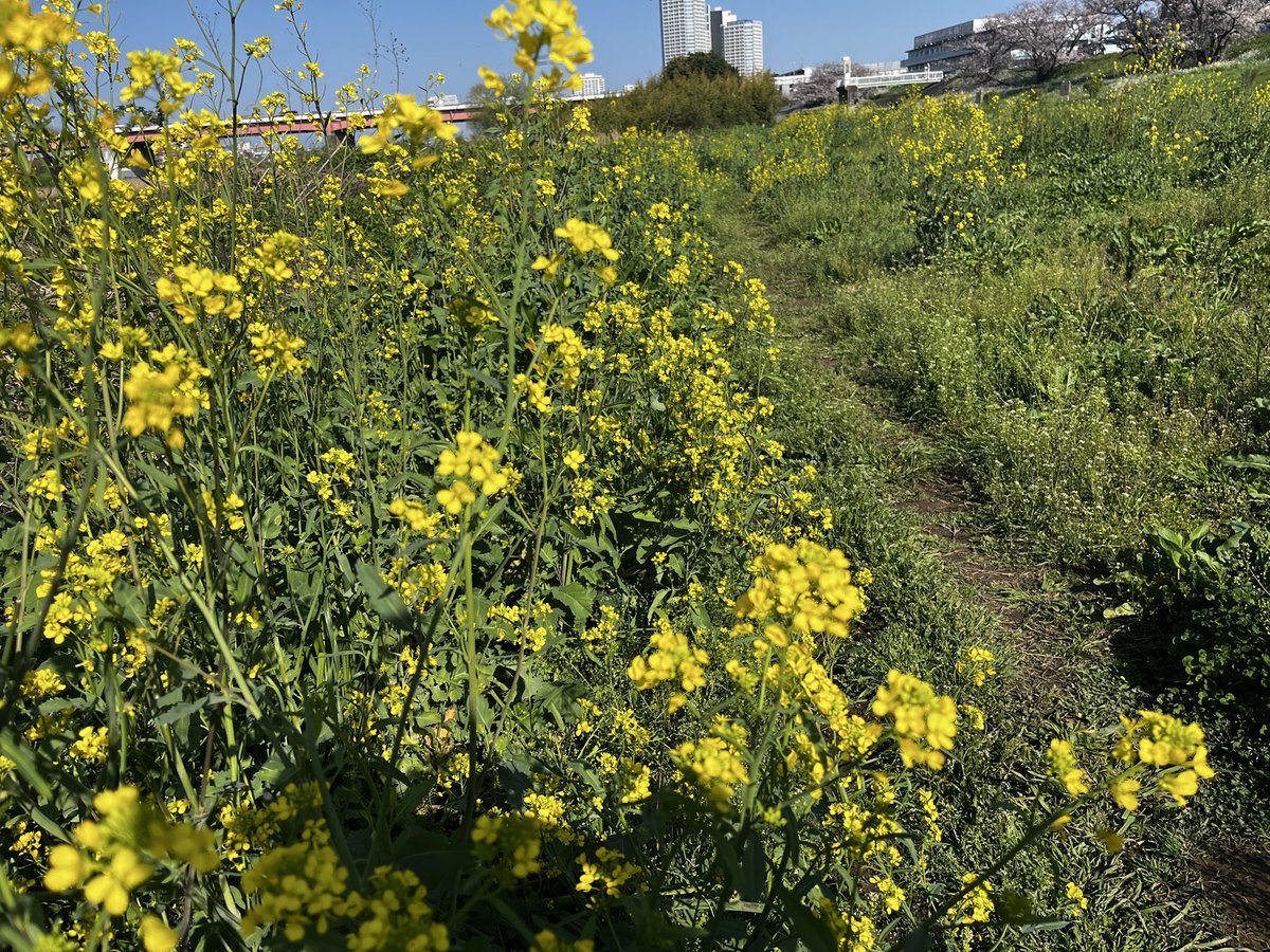 かな太 tweet media