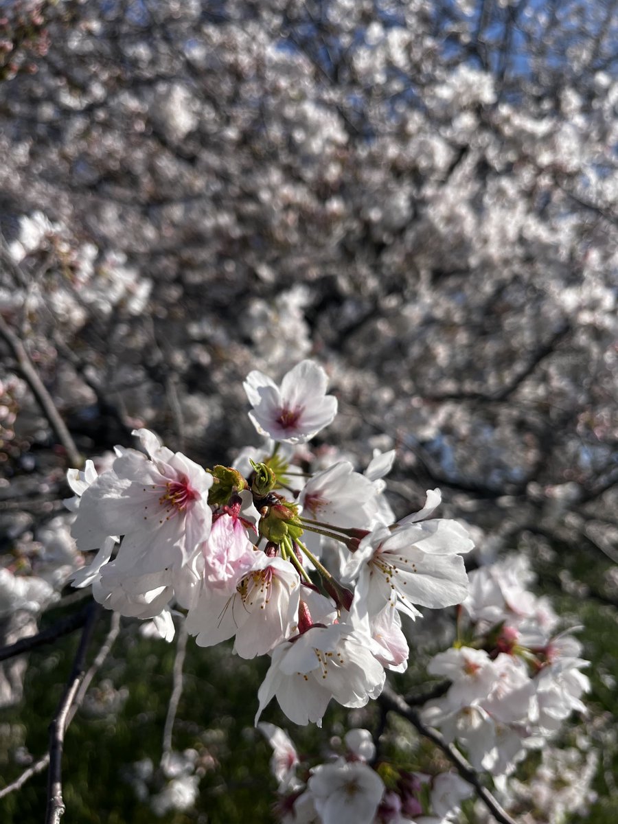 かな太 tweet media