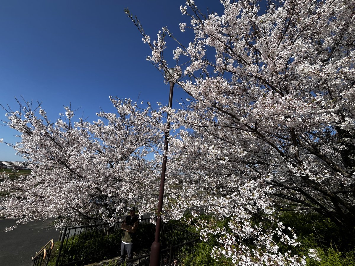 かな太 tweet media