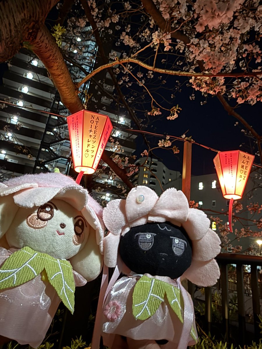 🌸ロコン🌸 tweet media