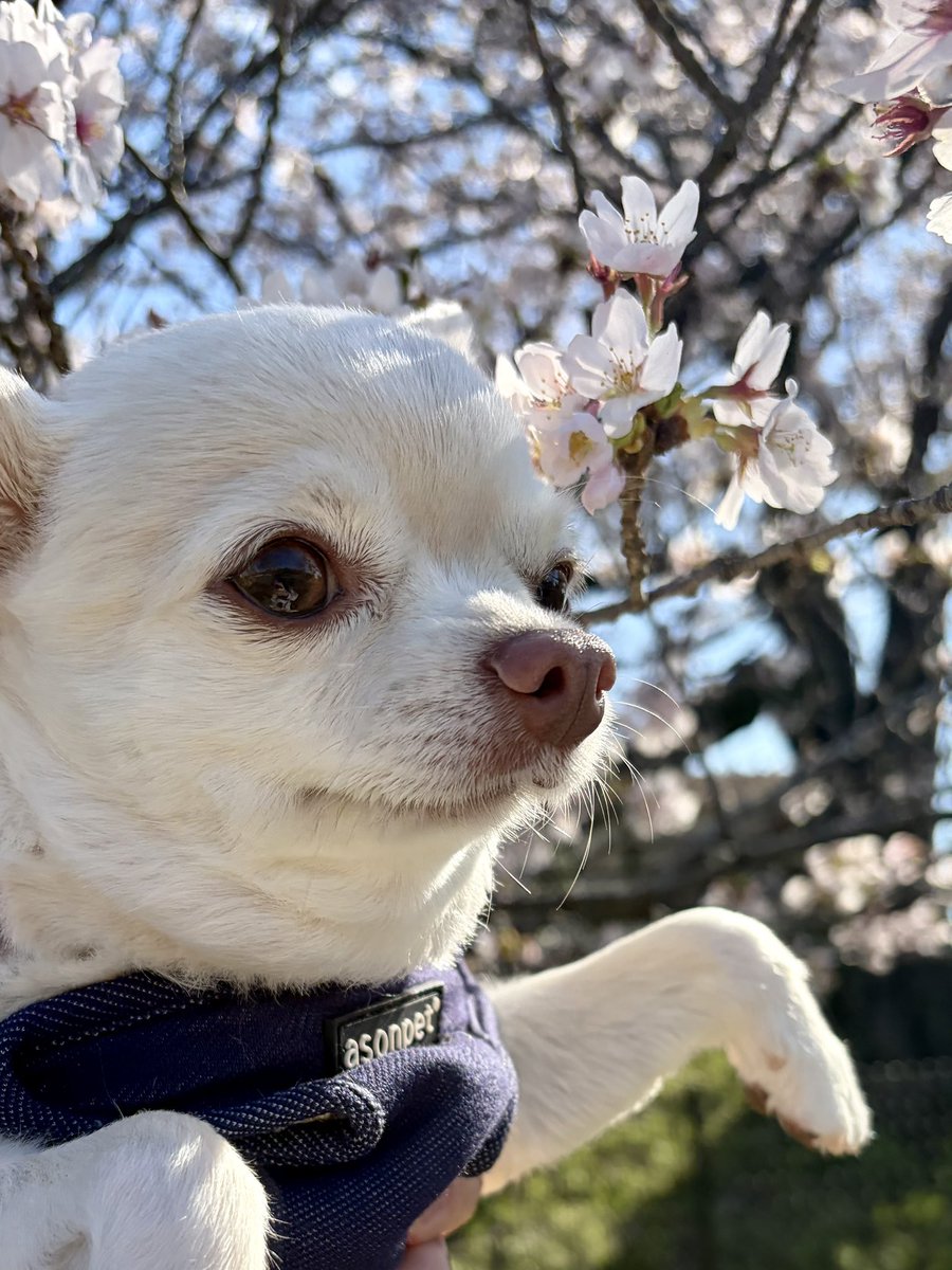 はまち tweet media