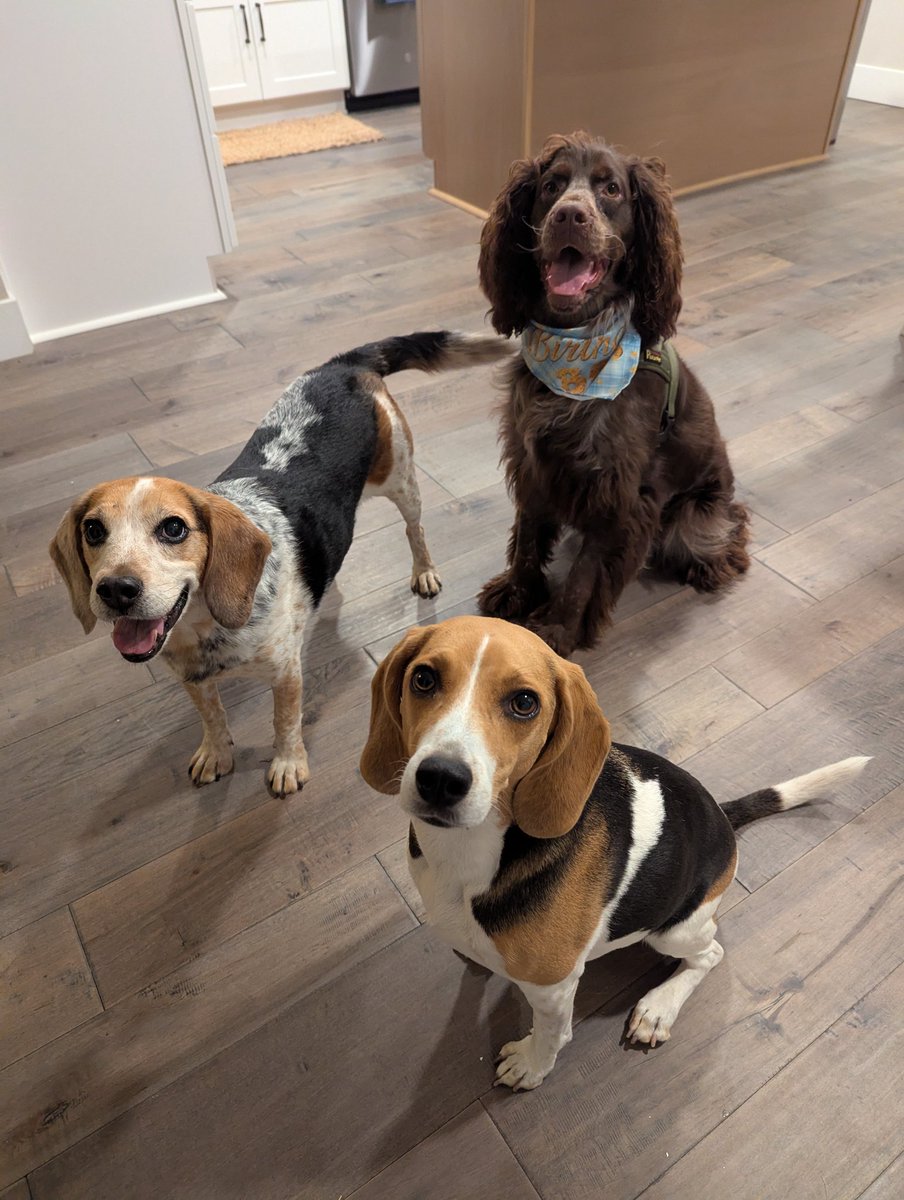Yeti, Reese & The Beagle Brigade tweet media