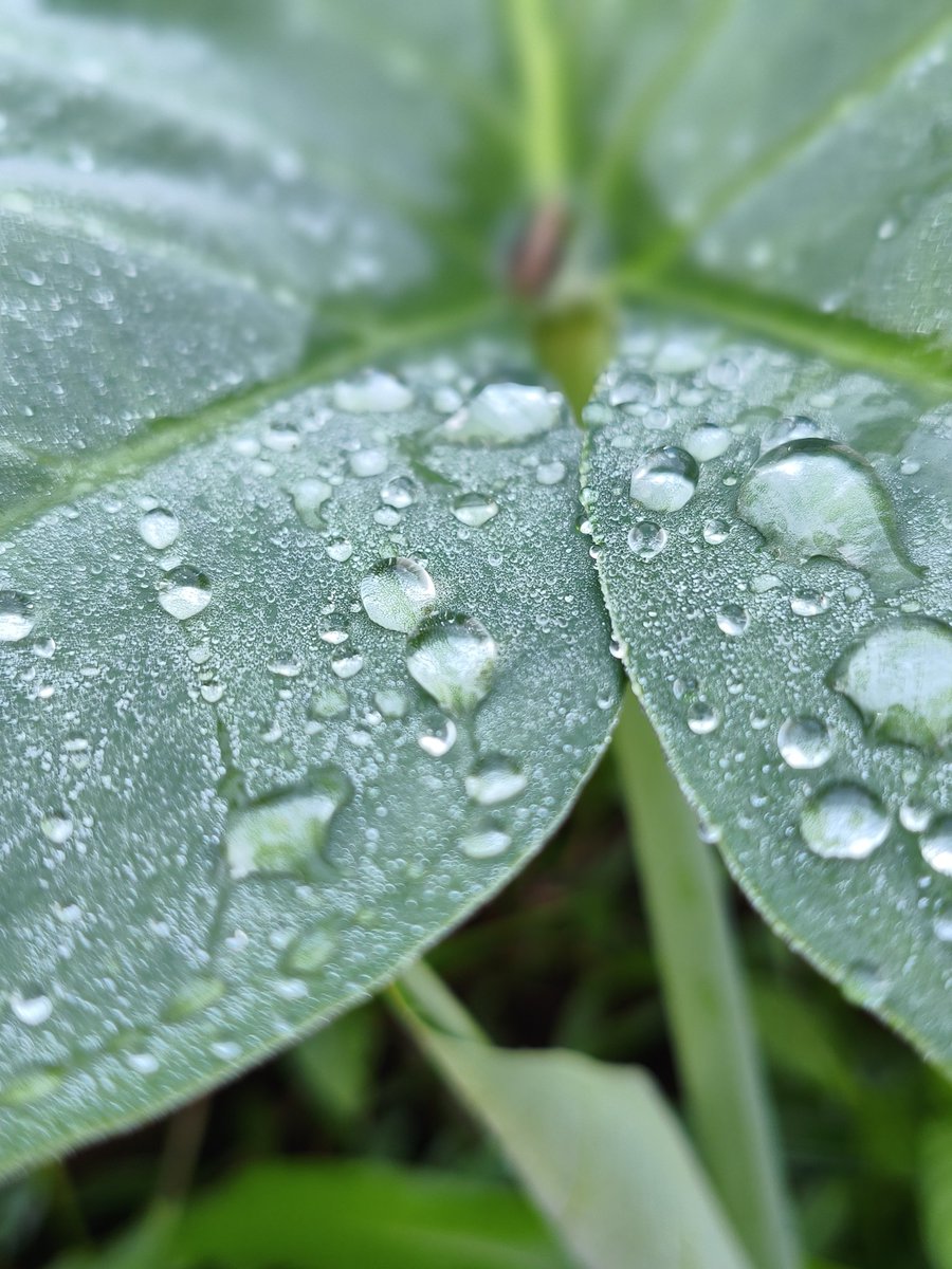 MELONメロン tweet media