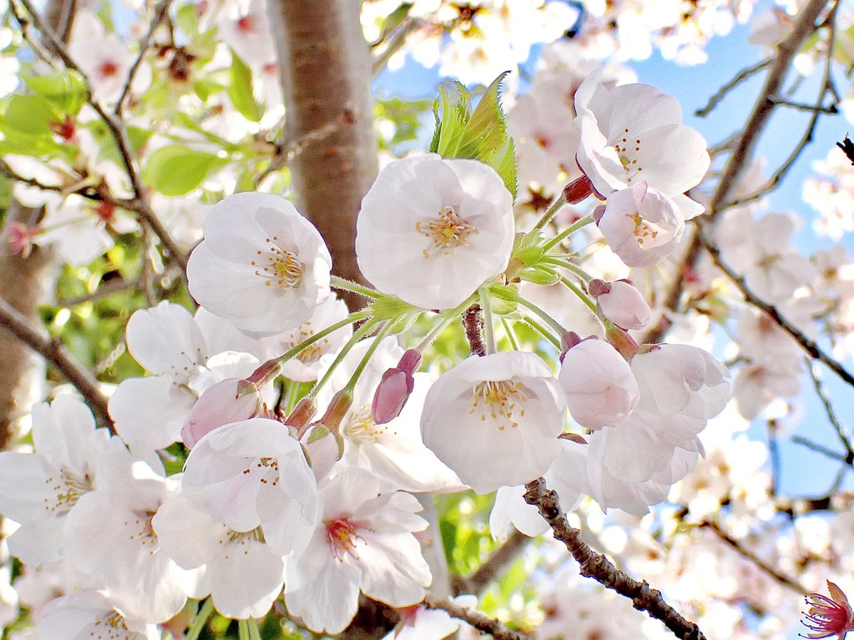 ARMEE GEM tweet media