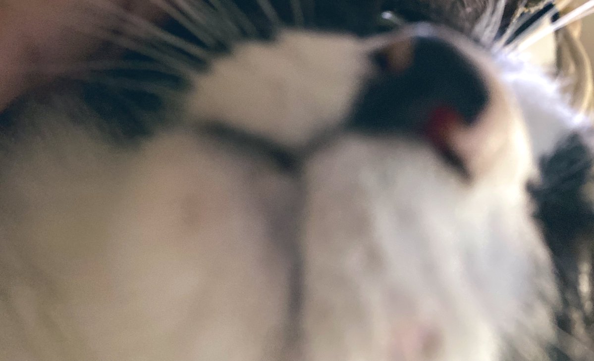 でぃん tweet media