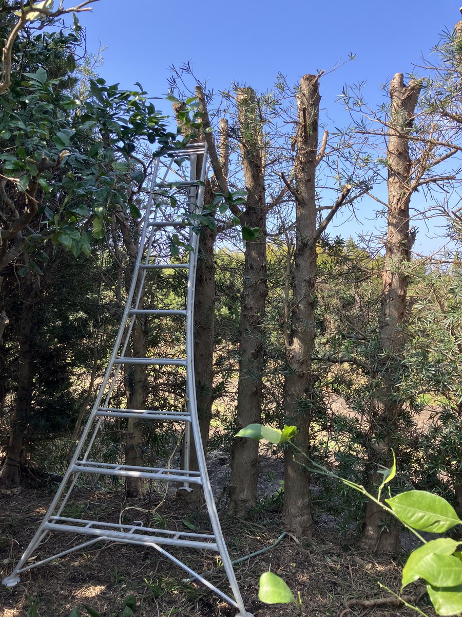 てん@タイヤ屋さんごっこのネコ🐯 tweet media