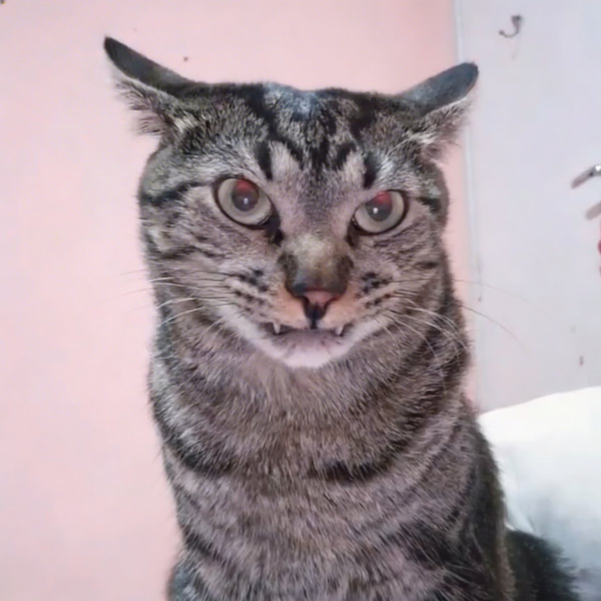 Devil Jone Qrit😈 tweet media