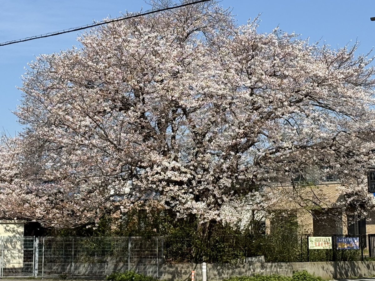 しらぬい〜 tweet media