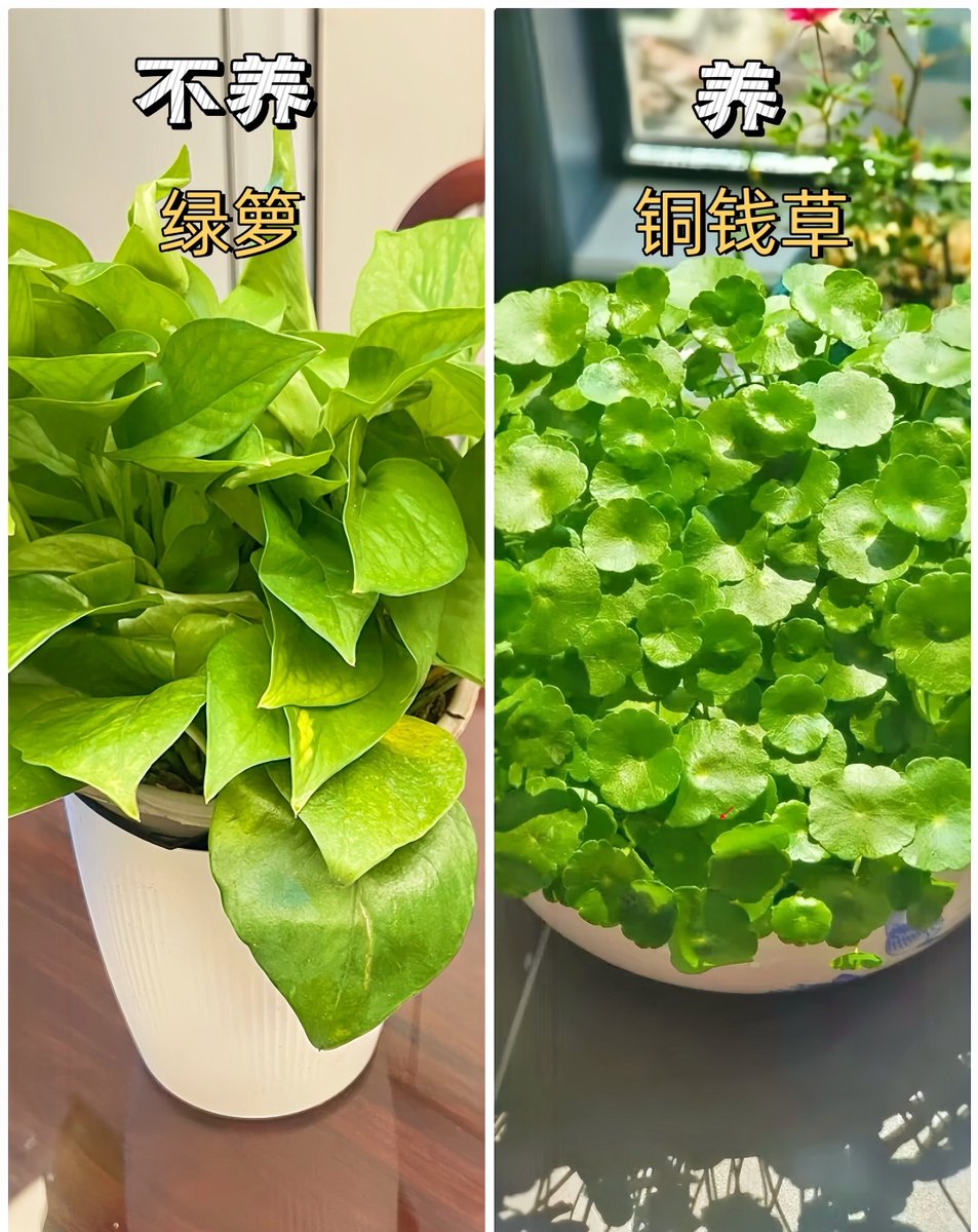 sanusisan2002's tweet photo. " 5-Second Plant Tip: Forgot to water Stick a finger 2cm deep—dry = water, damp = wait! Keep green friends happy, no green thumb needed.  #PlantCareHacks #IndoorPlants" https://t.co/UKwiyuOzHY
