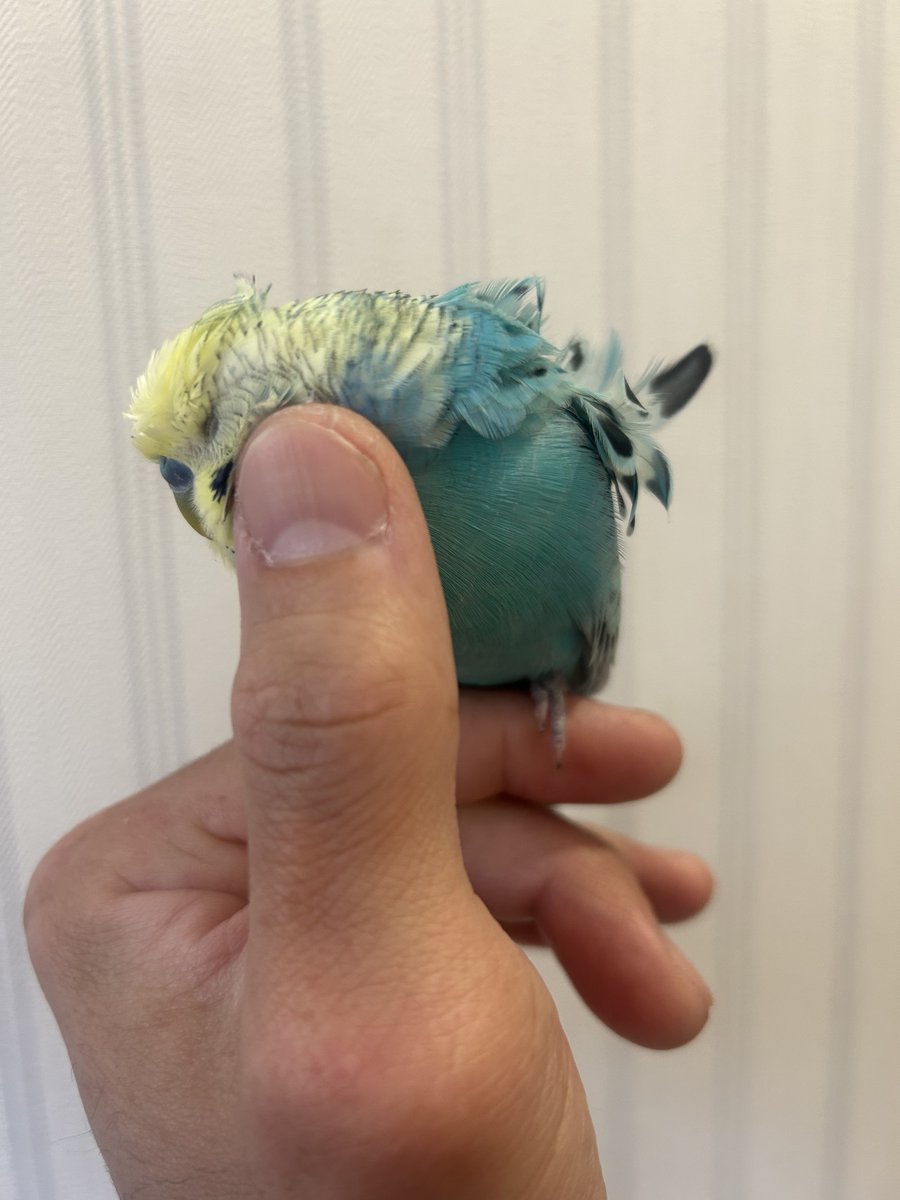 ひろみ@プリウスAP RACING tweet media