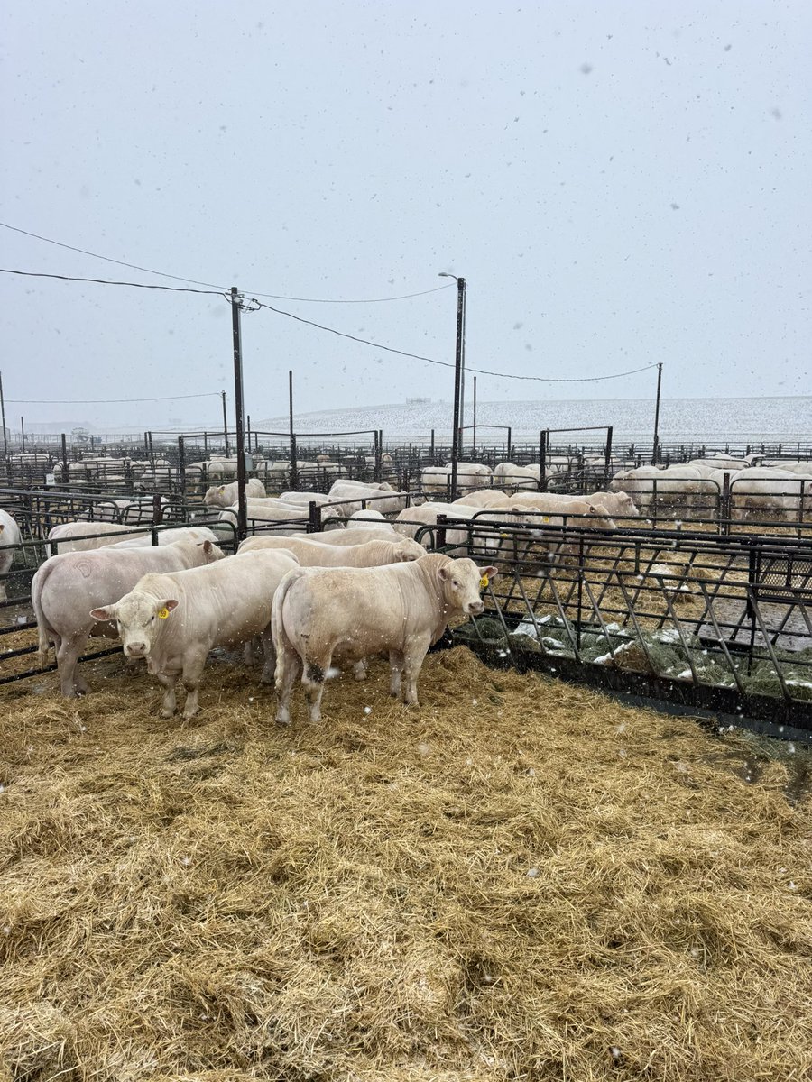 DeBruycker Charolais tweet media