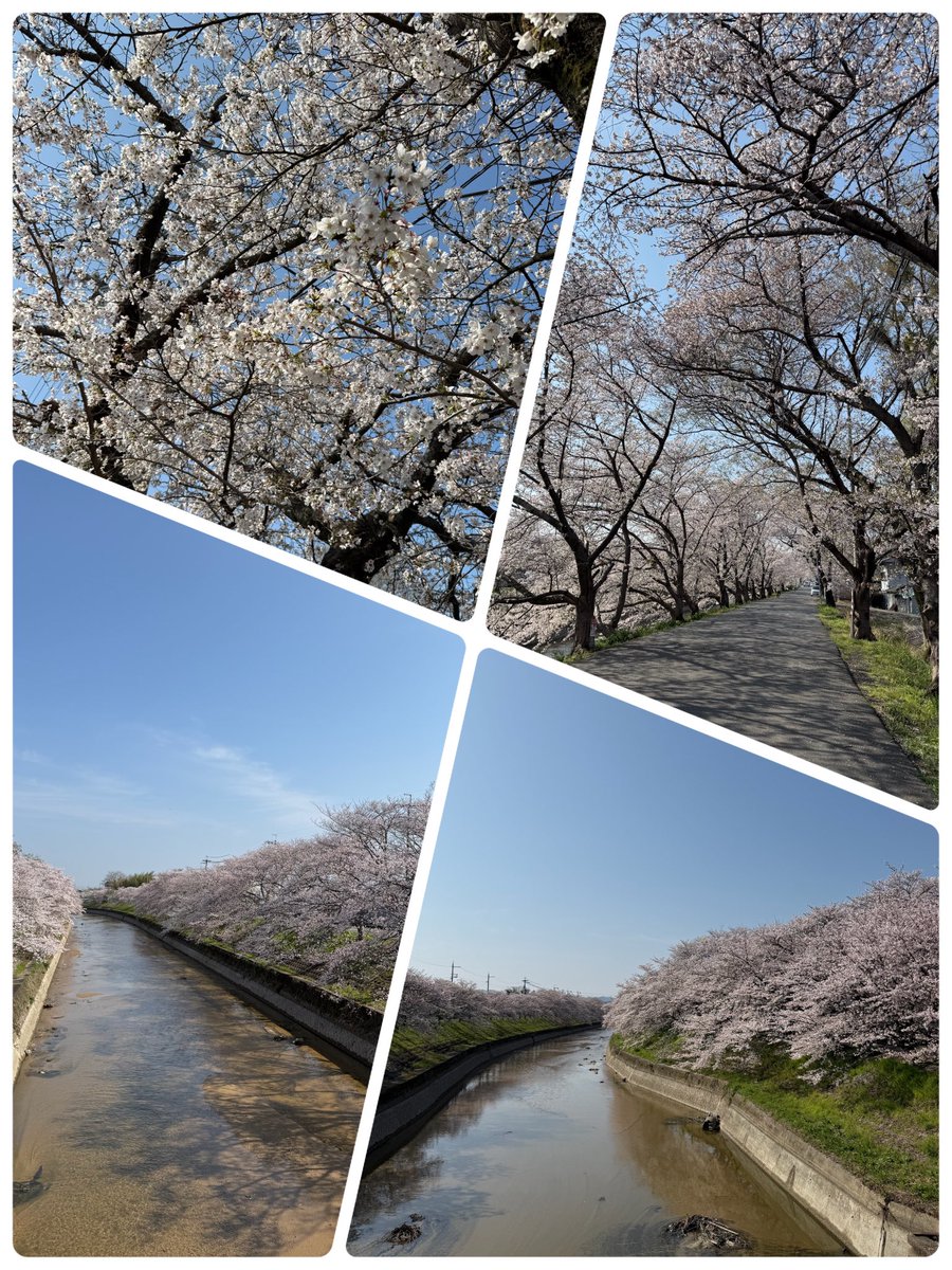 Toshi chan tweet media