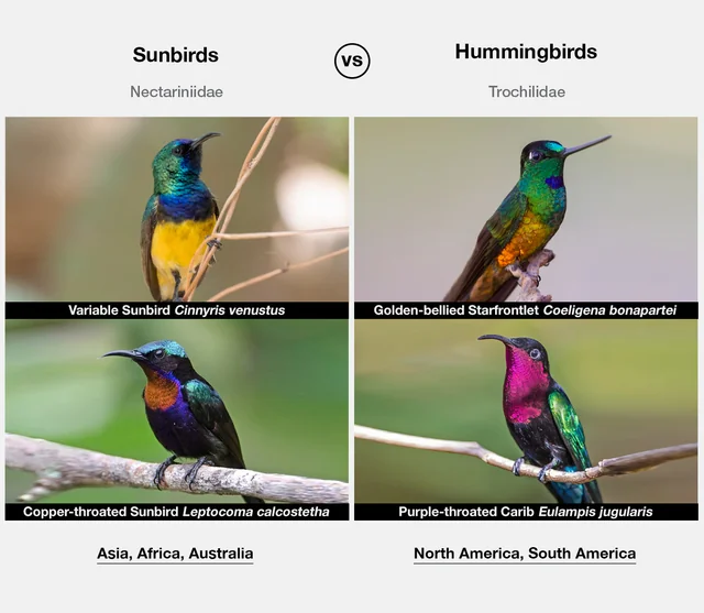 samuel fonseca tweet media