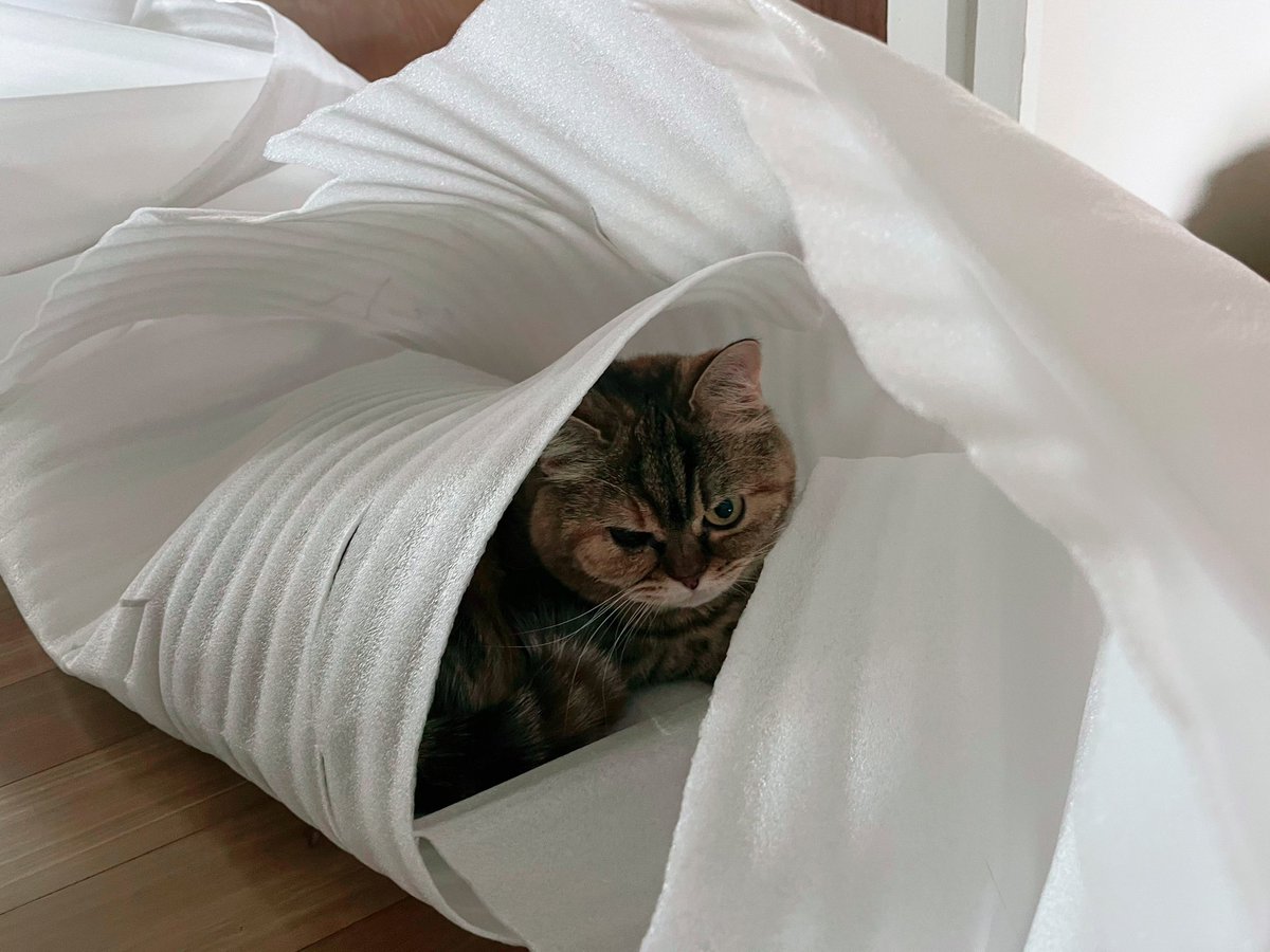 동쪽의 피터 tweet media