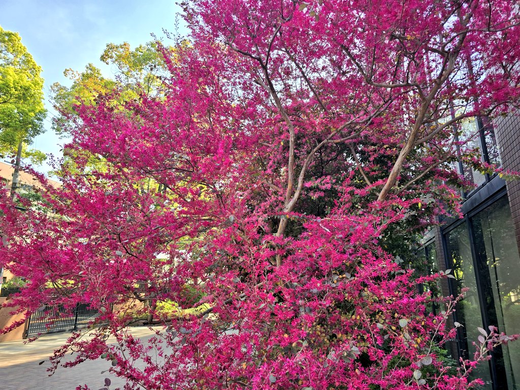 エメロン🐢🐈‍⬛ ͗🐌🦭(⚯̫ ﾐэ)Э🚪🌙🔎💐 tweet media