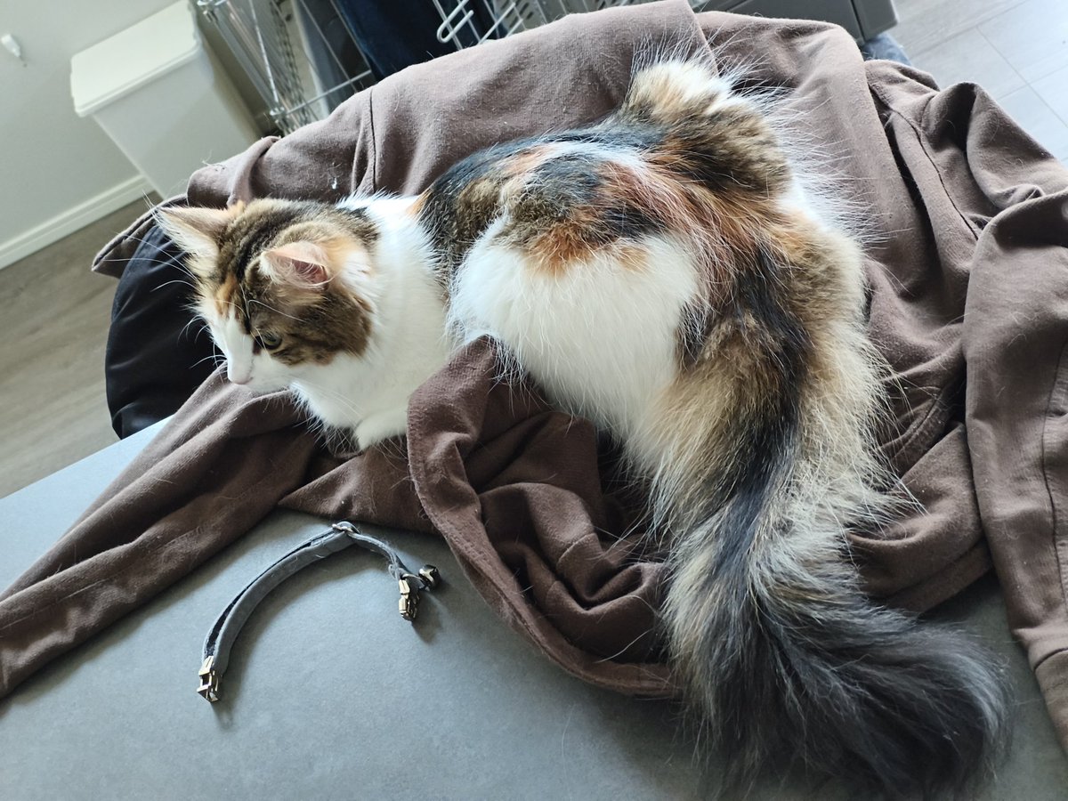 hamaguri_na's tweet photo. 着替えようとすると上に乗るの
 #ノルウェージャンフォレストキャット
 #猫がいる暮らし
 #猫好きさんと繋がりたい https://t.co/ShBjrqwhMa