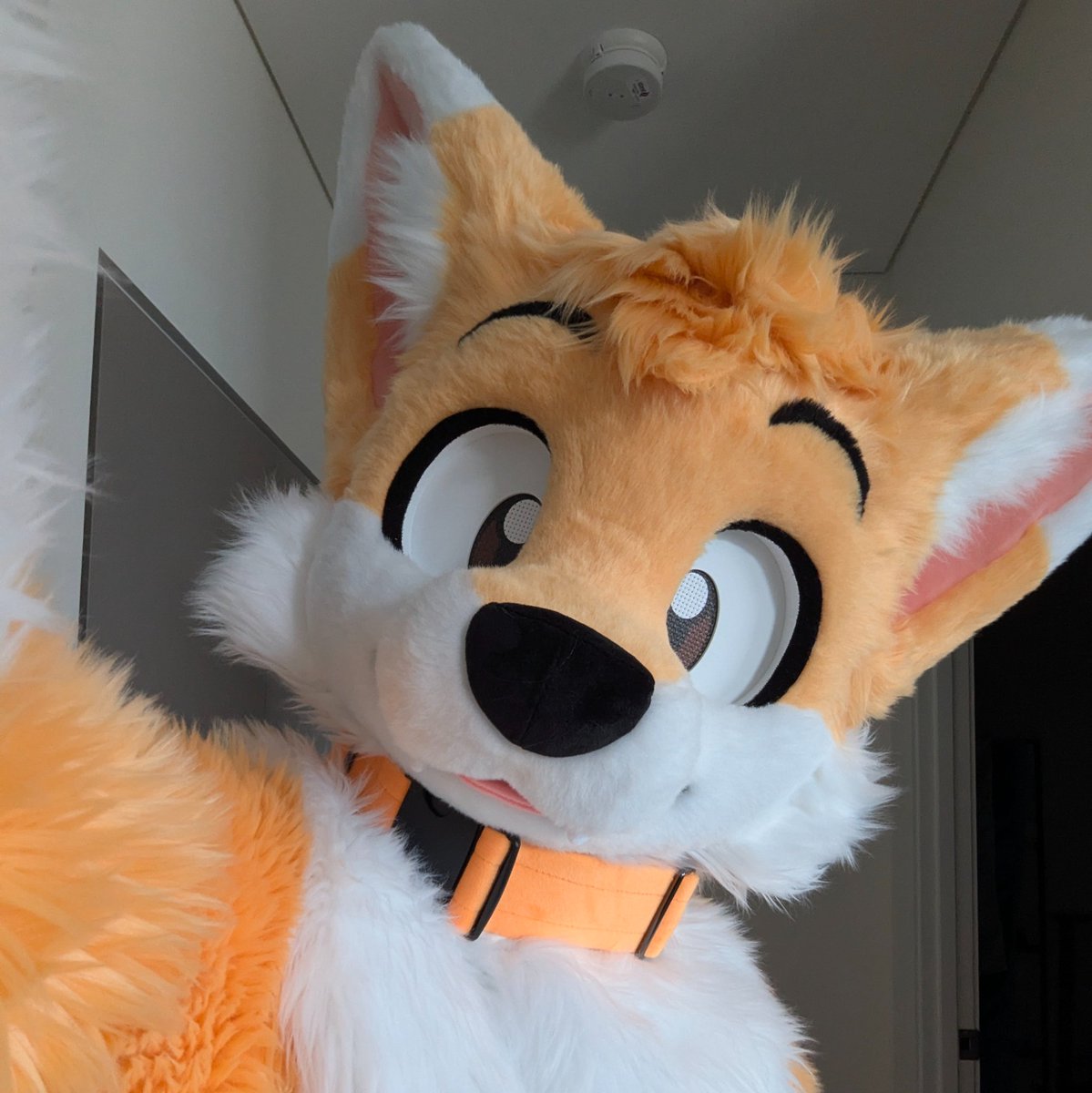 ˗ˏˋ PawFessor Yapsᶠᵒˣ ˊˎ˗ ➡️ BlueSky tweet media