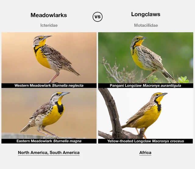 samuel fonseca tweet media