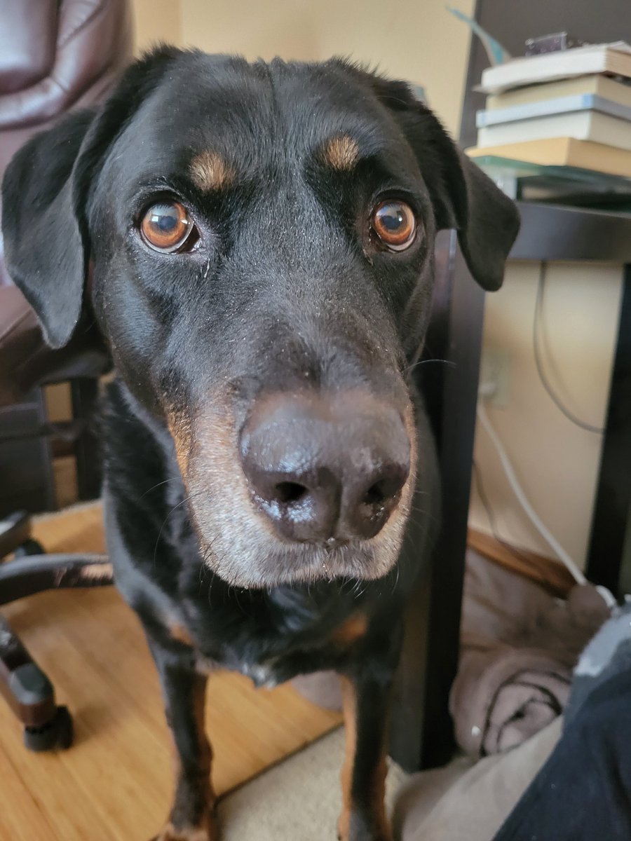 Gary the Doggy tweet media