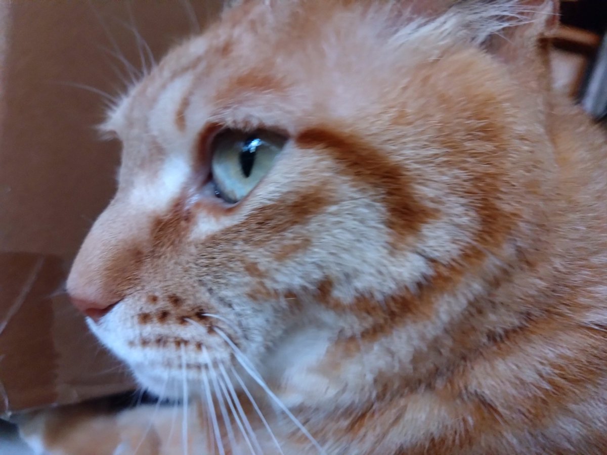 doraneko computer@🐈 tweet media