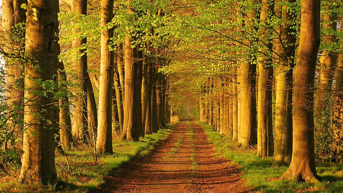 Lanier Sims tweet media