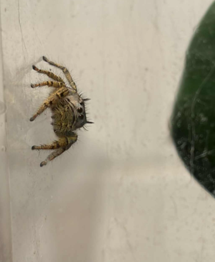 🔌🐰📦👻Khorne Flakes 🥥🧁 tweet media