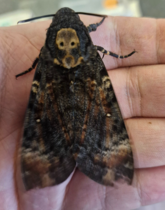 🔌🐰📦👻Khorne Flakes 🥥🧁 tweet media