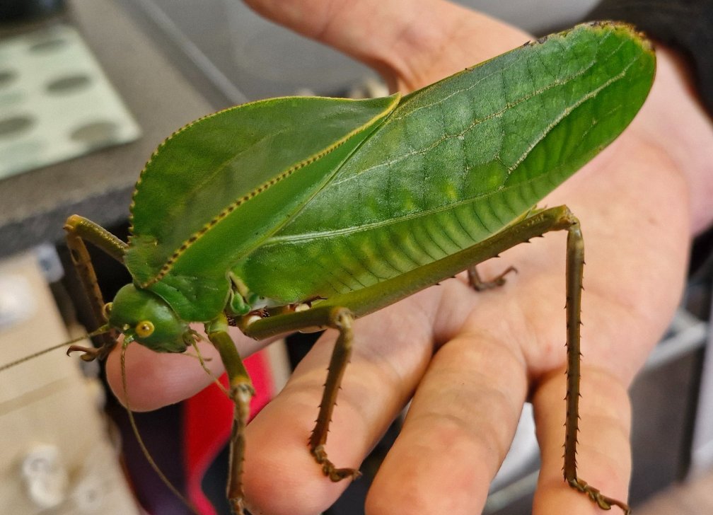 🔌🐰📦👻Khorne Flakes 🥥🧁 tweet media