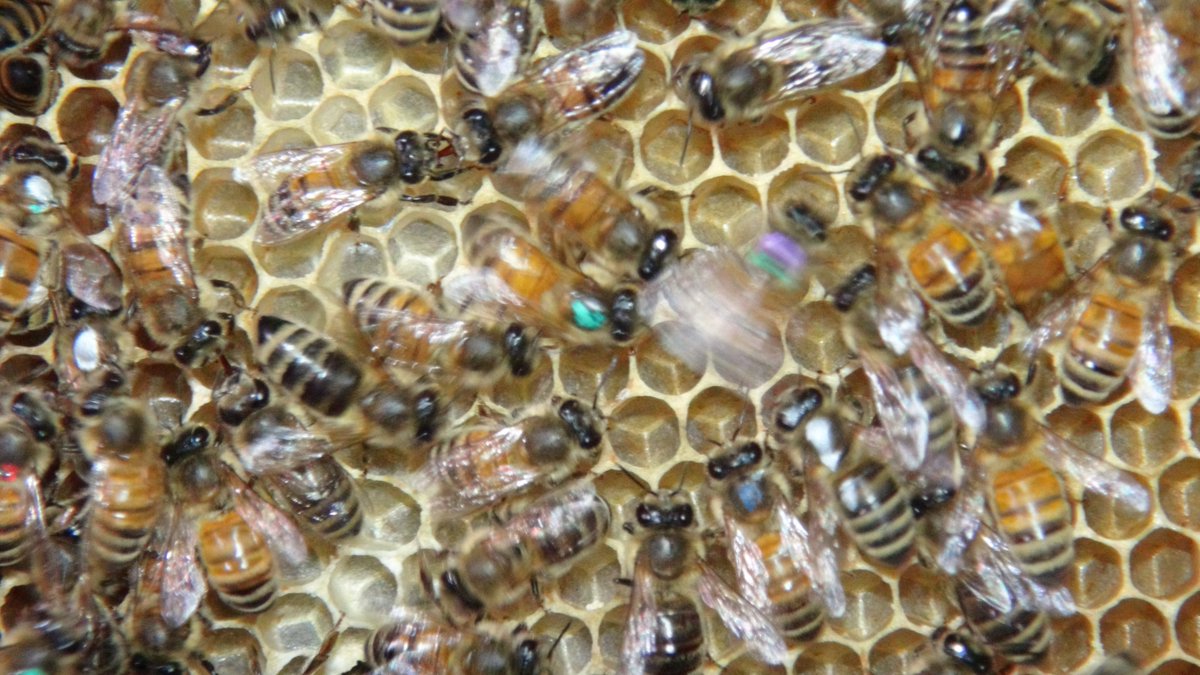 CAS__Science's tweet image. 🐝 We found that bees need an audience to dance their best.
When enough experienced adult bees are watching, the waggle dance becomes more precise—without the right audience, the signal breaks down.
Read more: english.cas.cn/newsroom/headl…

#CAS #XTBG #HoneyBee #WaggleDance