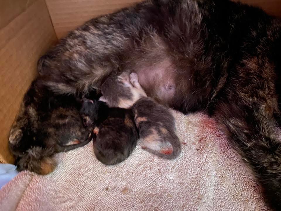 Project MEOW tweet media